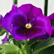 Upright Pansy Delta Pro Neon Violet - Frankton's