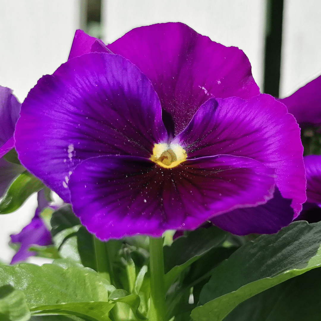 Upright Pansy Delta Pro Neon Violet - Frankton's