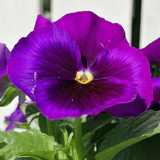 Upright Pansy Delta Pro Neon Violet - Frankton's