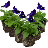 Upright Pansy Delta Pro Neon Violet - Frankton's