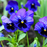 Upright Pansy Delta Pro Neon Violet - Frankton's