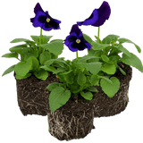 Upright Pansy Delta Pro Neon Violet - Frankton's