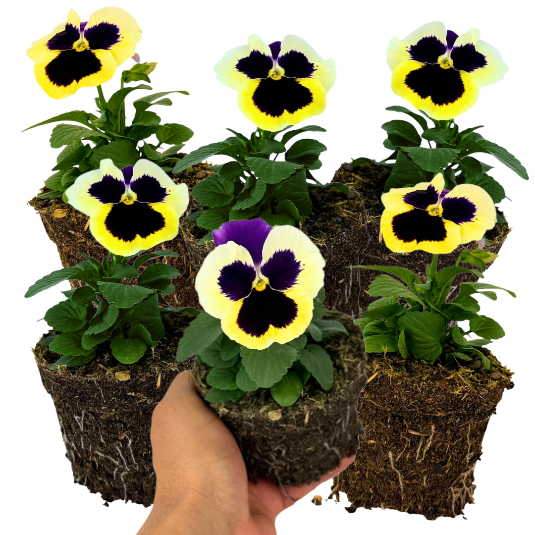 Upright Pansy Delta Pro Violet and White - Frankton's