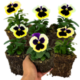 Upright Pansy Delta Pro Violet and White - Frankton's
