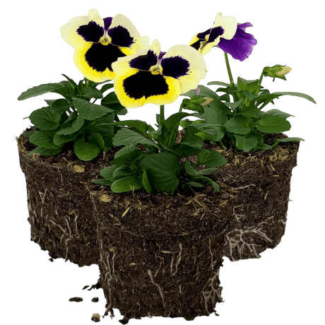 Upright Pansy Delta Pro Violet and White - Frankton's
