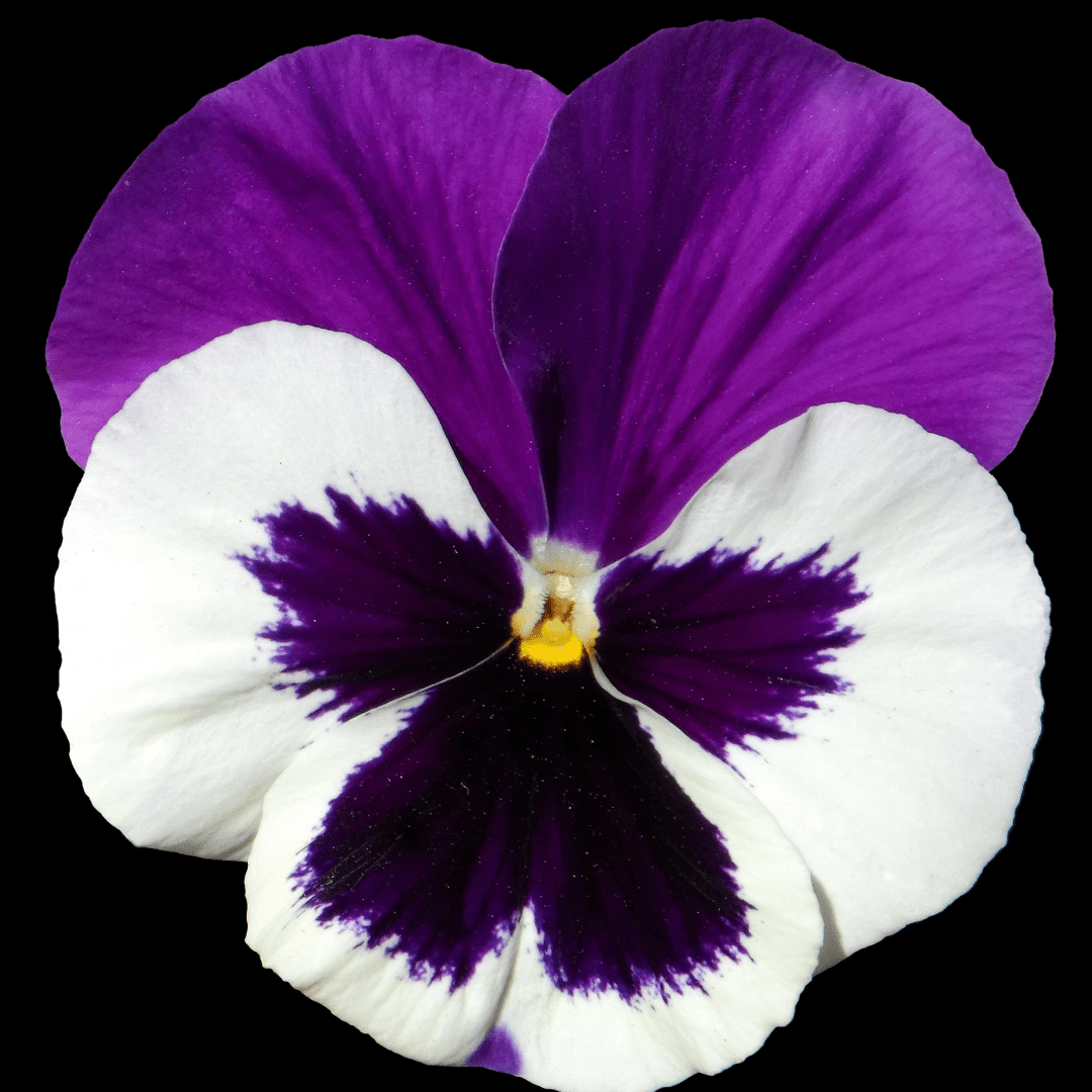 Upright Pansy Delta Pro Violet and White - Frankton's
