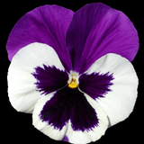 Upright Pansy Delta Pro Violet and White - Frankton's
