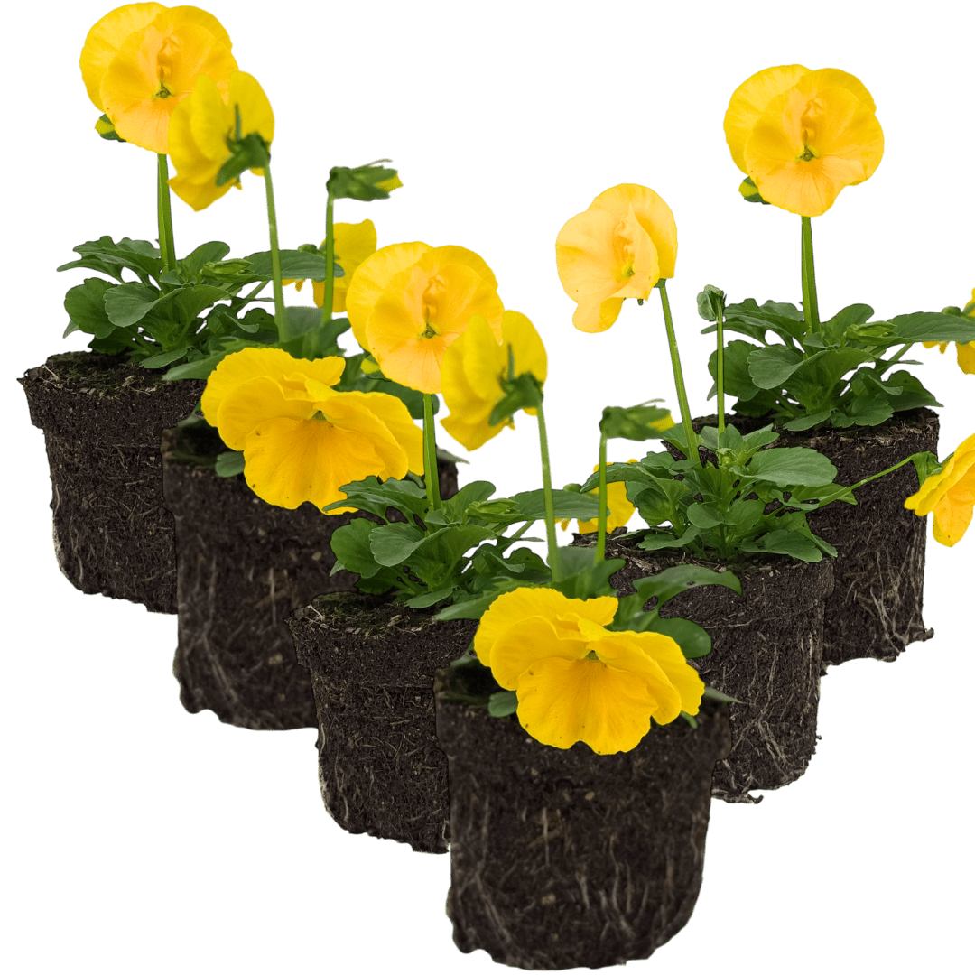 Upright Pansy Delta Pro Yellow - Frankton's