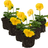 Upright Pansy Delta Pro Yellow - Frankton's