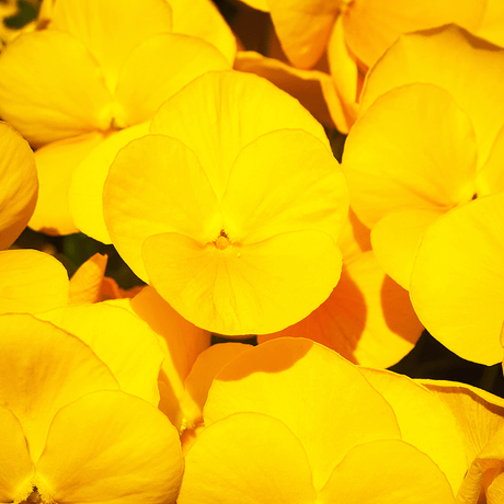 Upright Pansy Delta Pro Yellow - Frankton's