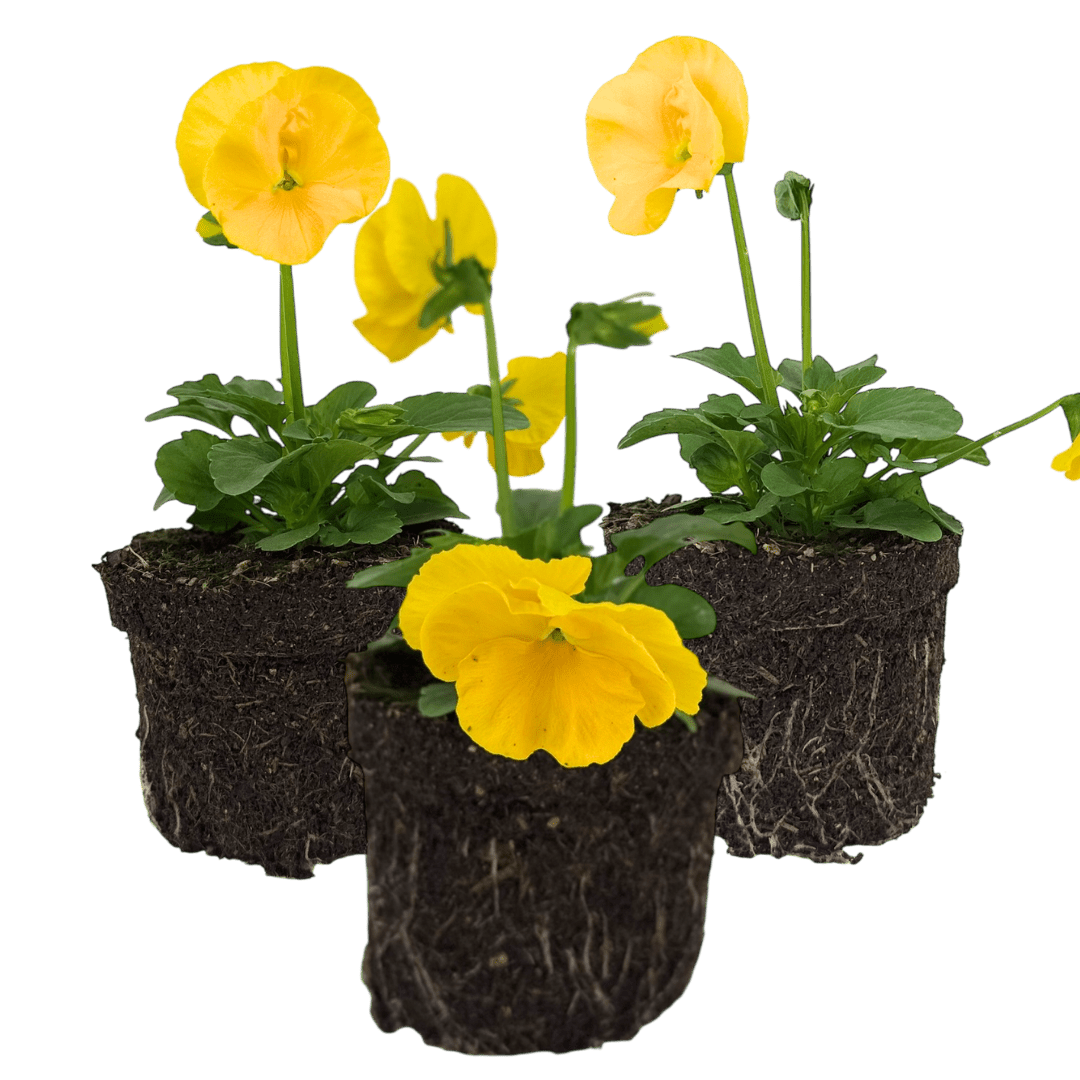 Upright Pansy Delta Pro Yellow - Frankton's