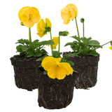 Upright Pansy Delta Pro Yellow - Frankton's