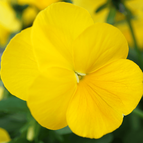 Upright Pansy Delta Pro Yellow - Frankton's