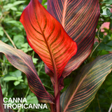 Verdant Living Canna Tropicanna Live Plant in 3L Pot. Tropical Canna Lily with Multicoloured Foliage & Summer Flowers. Well Established Plant. Suitable for Patios, Borders, Containers & Garden Beds - Frankton's