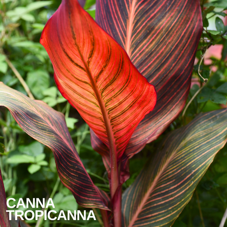 Verdant Living Canna Tropicanna Live Plant in 3L Pot. Tropical Canna Lily with Multicoloured Foliage & Summer Flowers. Well Established Plant. Suitable for Patios, Borders, Containers & Garden Beds - Frankton's