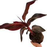 Verdant Living Canna Tropicanna Live Plant in 3L Pot. Tropical Canna Lily with Multicoloured Foliage & Summer Flowers. Well Established Plant. Suitable for Patios, Borders, Containers & Garden Beds - Frankton's