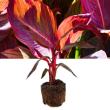 Verdant Living Canna Tropicanna Live Plant in 3L Pot. Tropical Canna Lily with Multicoloured Foliage & Summer Flowers. Well Established Plant. Suitable for Patios, Borders, Containers & Garden Beds - Frankton's