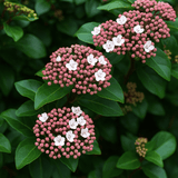 Viburnum Lisarose - Frankton's