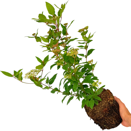 Viburnum Lisarose - Frankton's
