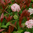 Viburnum Lisarose - Frankton's