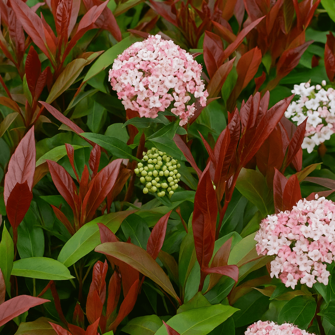 Viburnum Lisarose - Frankton's