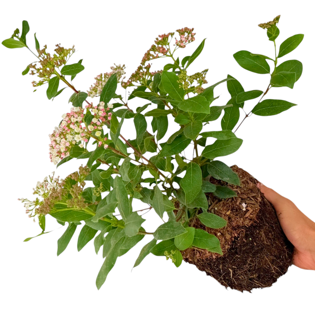 Viburnum Tinus 19cm/3L - Frankton's