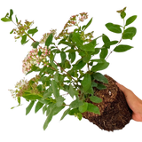 Viburnum Tinus 19cm/3L - Frankton's