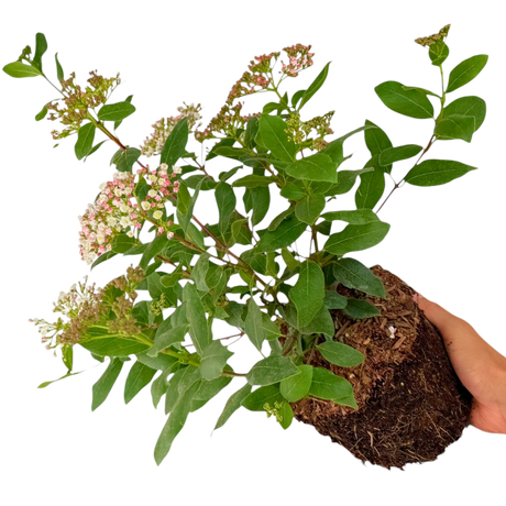 Viburnum Tinus 19cm/3L - Frankton's