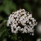 Viburnum Tinus 19cm/3L - Frankton's