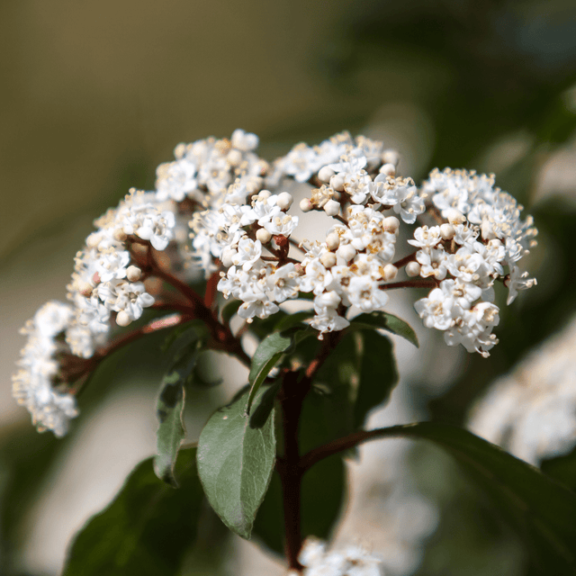 Viburnum Tinus 19cm/3L - Frankton's
