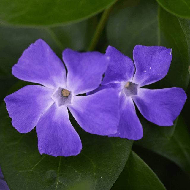 Vinca Minor - Frankton's
