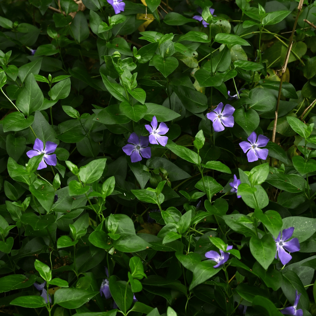 Vinca Minor - Frankton's