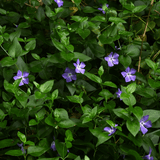 Vinca Minor - Frankton's
