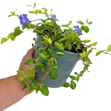 Vinca Minor Illumination - Frankton's