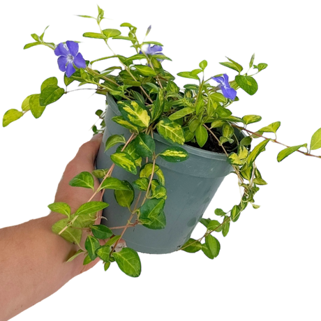 Vinca Minor Illumination - Frankton's