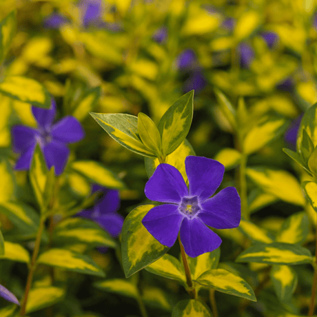 Vinca Minor Illumination - Frankton's