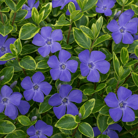 Vinca Ralph Shugert - Frankton's