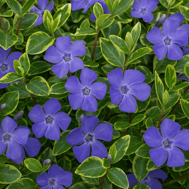 Vinca Ralph Shugert - Frankton's