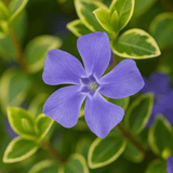Vinca Ralph Shugert - Frankton's