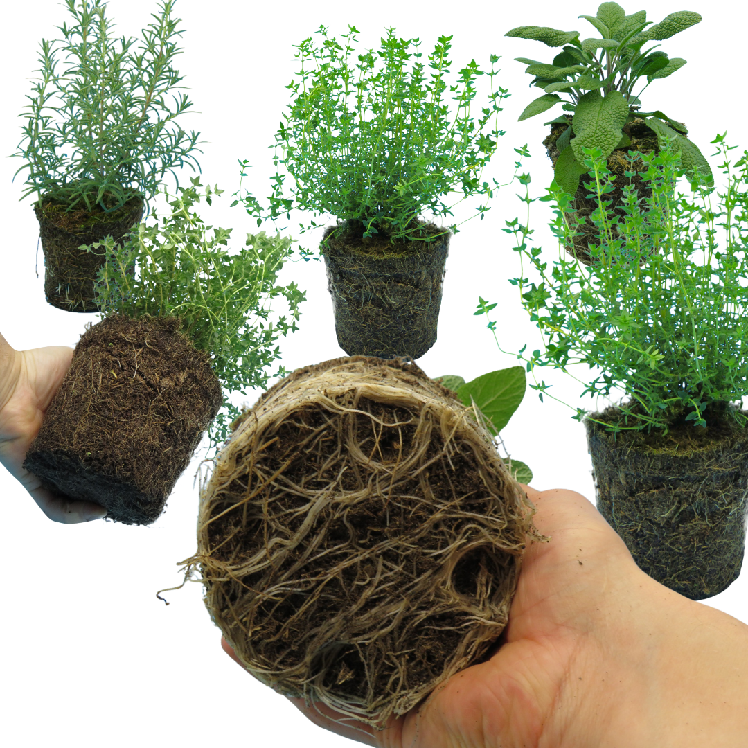 Winter Cooking Collection - Sage, Thyme, Rosemary - Frankton's