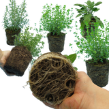 Winter Cooking Collection - Sage, Thyme, Rosemary - Frankton's