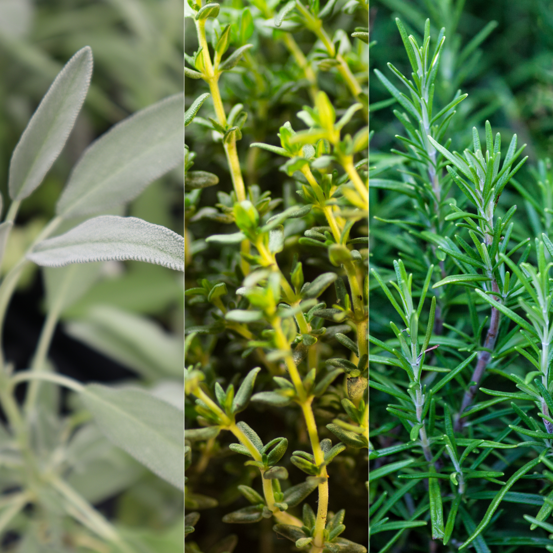 Winter Cooking Collection - Sage, Thyme, Rosemary - Frankton's