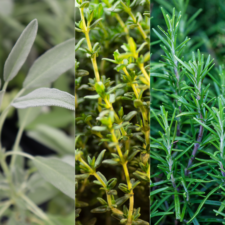 Winter Cooking Collection - Sage, Thyme, Rosemary - Frankton's