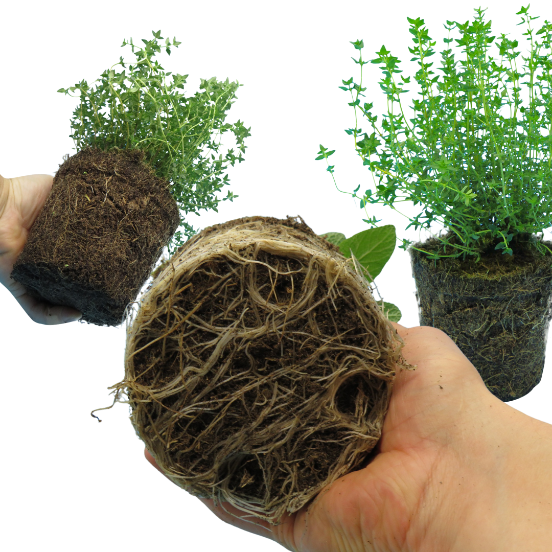 Winter Cooking Collection - Sage, Thyme, Rosemary - Frankton's