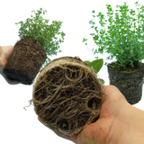 Winter Cooking Collection - Sage, Thyme, Rosemary - Frankton's