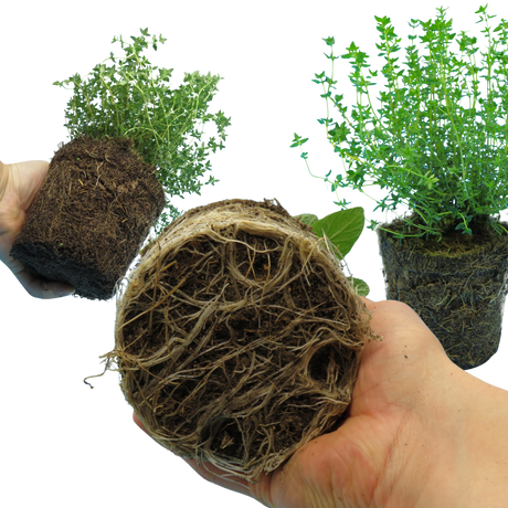 Winter Cooking Collection - Sage, Thyme, Rosemary - Frankton's