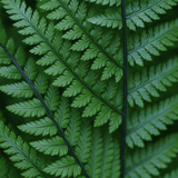 Wood Fern Dryopteris Atrata - Frankton's