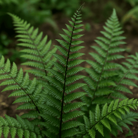 Wood Fern Dryopteris Atrata - Frankton's