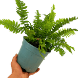 Wood Fern Dryopteris Atrata - Frankton's