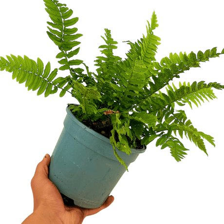 Wood Fern Dryopteris Atrata - Frankton's
